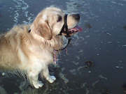 honden foto honden foto van sharona