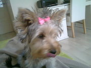 honden foto van MINA