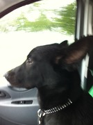 honden foto van Nathalie van Merode