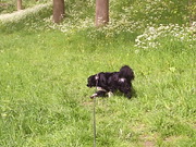 honden foto van marjo uiterwijk