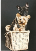 honden foto van marion