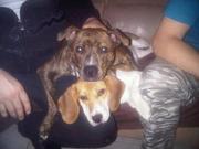 honden foto van christina