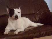 honden foto honden foto van bianca