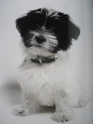 honden foto honden foto van lis