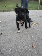 honden foto van Charlie