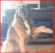 honden foto van Bo