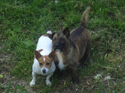 honden foto van mara donna