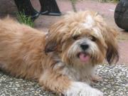 honden foto honden foto van Edwine