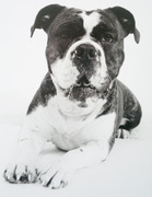 honden foto van Mandy