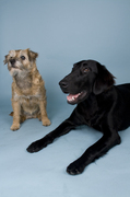 honden foto van karen