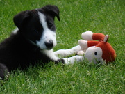 honden foto van Laura