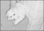 honden foto van Bobo