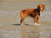 honden foto van Iliana & Toby 