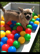 honden foto van Angel