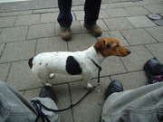 honden foto van Markoes/Belinsky