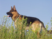 honden foto honden foto van WIM