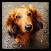 honden foto honden foto van Roos