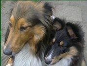 honden foto van jan van den berg