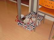 honden foto van Bianca Roman