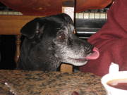 honden foto van Gwyneth