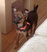 honden foto honden foto van Mattijs Franken