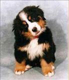 honden foto van Snow