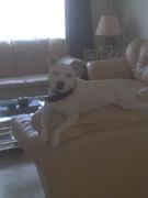 honden foto van Lilian