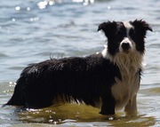 honden foto van Kira