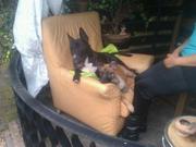 honden foto van harold en heidie