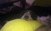 honden foto van lisette
