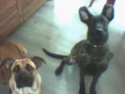 honden foto van yolin