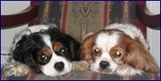 honden foto van Danique