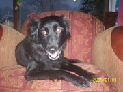 honden foto van C,Jaspers