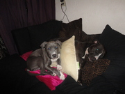 honden foto van Stefanie, Chelsea & Terror