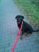 honden foto van Nero
