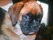 honden foto honden foto van Gina