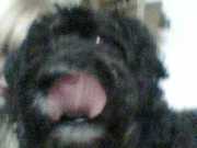 honden foto van Liza