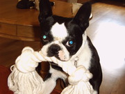 honden foto van Daniel