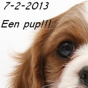 honden foto van Noa <3