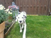 honden foto van Walenka