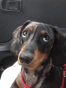 honden foto van Priscilla 