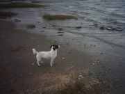 honden foto honden foto van Esta Koke