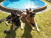 honden foto van leonie