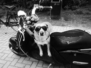 honden foto van frits