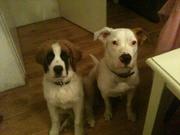 honden foto van Patricia