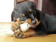 honden foto van Wout