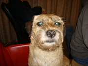 honden foto van jeanette 