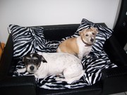 honden foto van Silvia