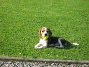 honden foto van Sonja_hamid