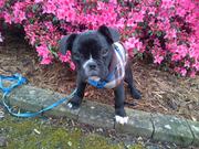 honden foto van wendy